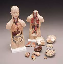 12-part Mini TorsoANATOMICAL MODEL
