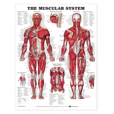 Anatomical Chart Cardiovascular Disease