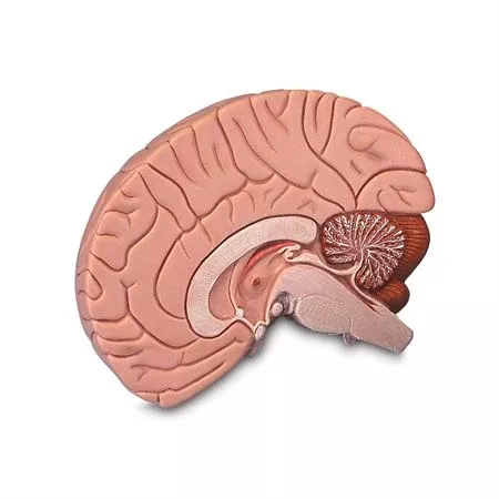 Brain Model 2-Part Brain Model - 2-Part