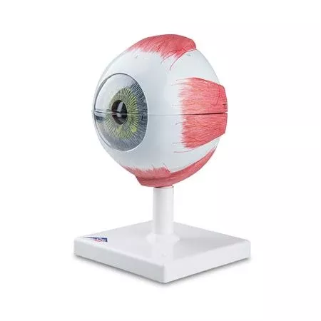 Eye Model 5 Times Full Size 6-Part Eye Model - 5 Times Full-Size - 6-Part