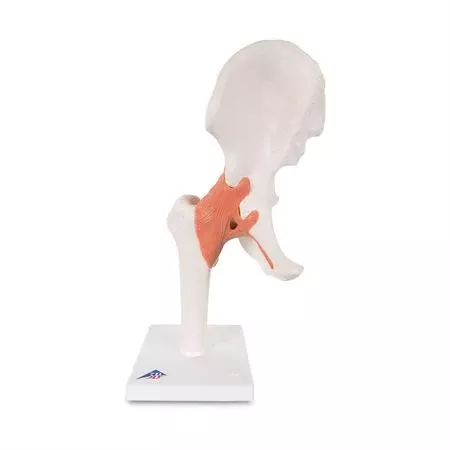 Functional Shoulder Joint Model Functional Knee Joint Model