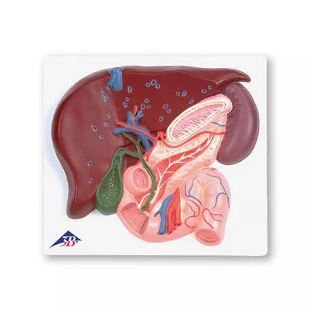 Liver Model with Gall Bladder, Pancreas, and Duodenum Liver Model with Gall Bladder, Pancreas and Duodenum