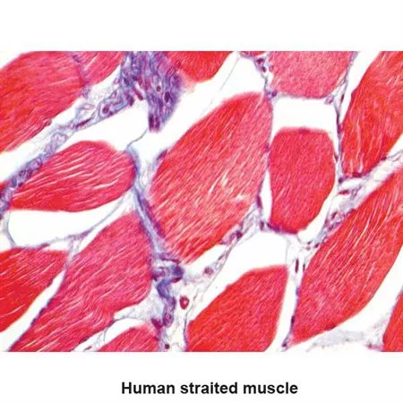 Masson's 2000 Trichrome Stain Kit 100mL Kit