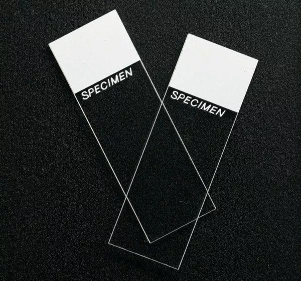 SP Superfrost Microscope Slide